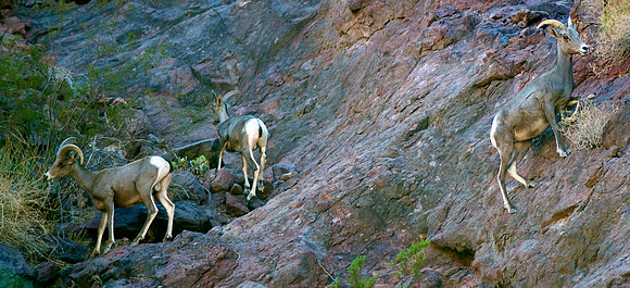 Big Horn Sheep Along the Colorado River in October