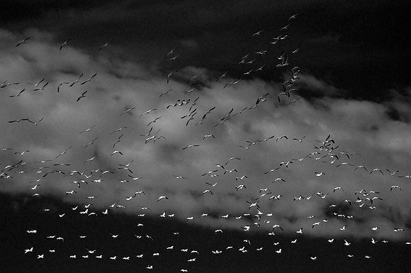 American White Pelicans, Lake Mead