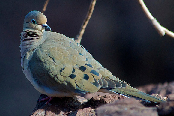 Mourning Dove, Lake Mead