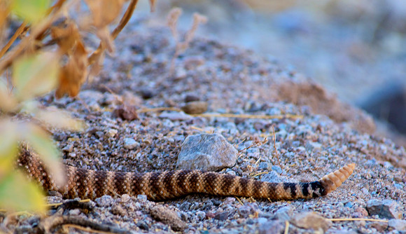 Lake Mead National Recreation Area, Arizona