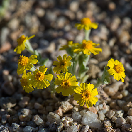 Mojave Road Trip 3.20.16-106