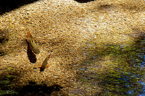Brook Trout, Snake Creek, Great Basin National Park