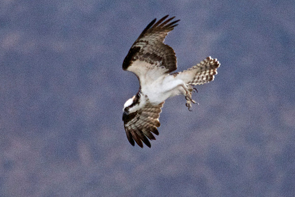 Osprey, Lake Mead