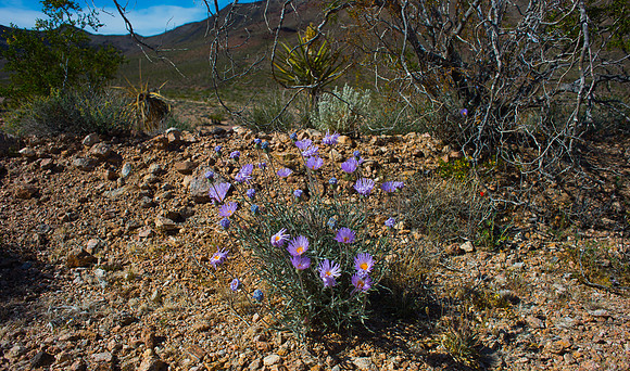 Mojave Road Trip 3.20.16-41