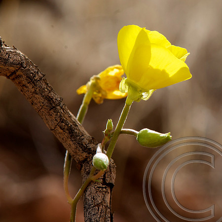 Sun-Cup, North Shore Rd., Lake Mead Nevada