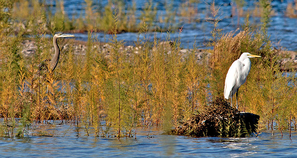 Great Blue Heron and Great Egret, Lake Mead