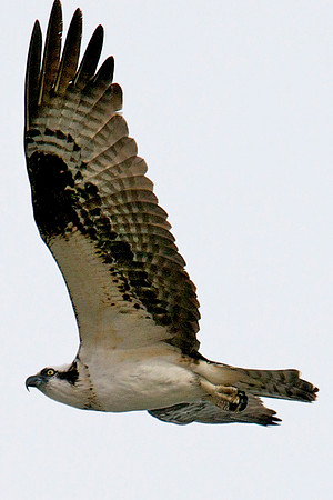Osprey, Lake Mead