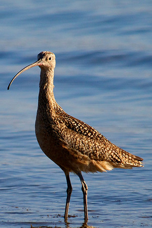 Long Billed Curlew, Lake Mead