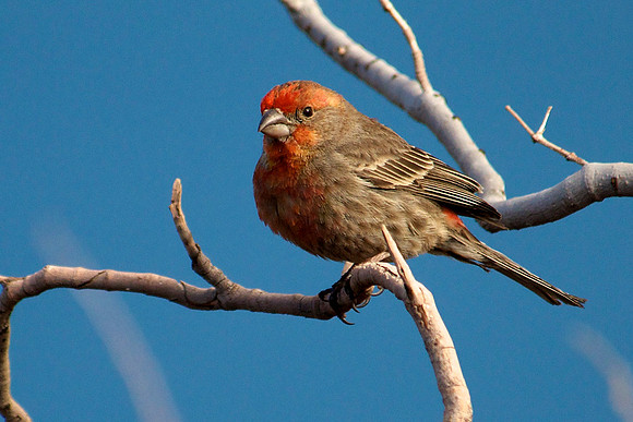 House Finch, Lake Mead