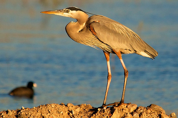 Great Blue Heron, Lake Mead Nevada