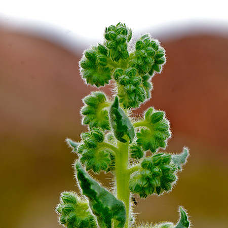 Christmas Tree Phacelia,North Shore Road, Lake Mead Recreation Area