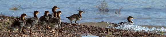 Red Head Duck, Lake Mead Nevada