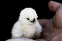 My Pet Chicken-5