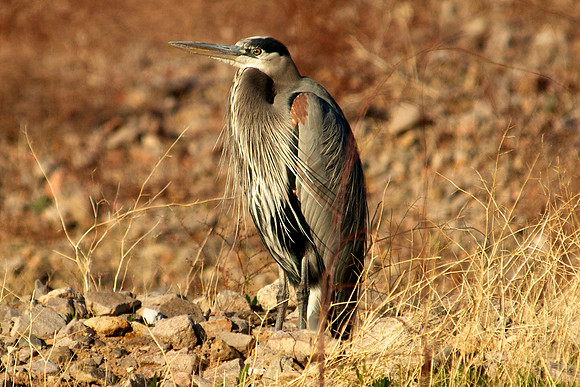 Great Blue Heron, Lake Mead Nevada