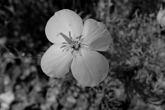 DSC_6852