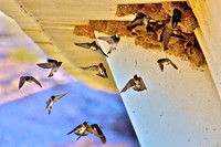 Cliff Swallow, Las Vegas Wash