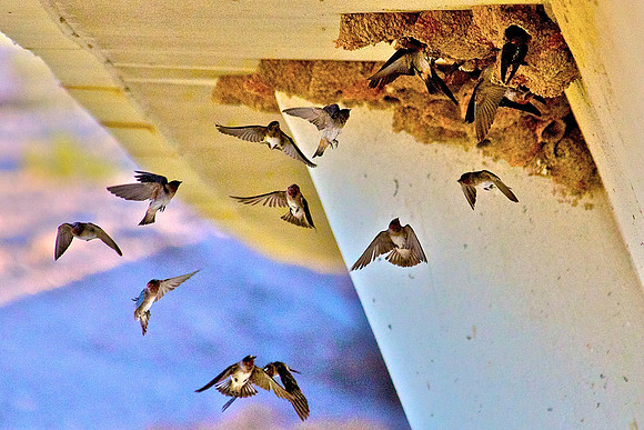 Cliff Swallow, Las Vegas Wash