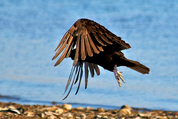 Turkey Vulture, Lake Mead Nevada