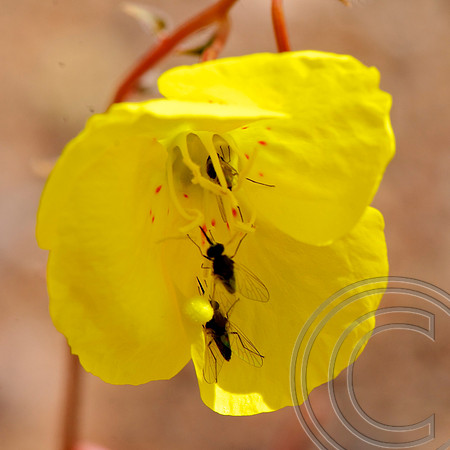 Sun-Cup, North Shore Rd., Lake Mead Nevada