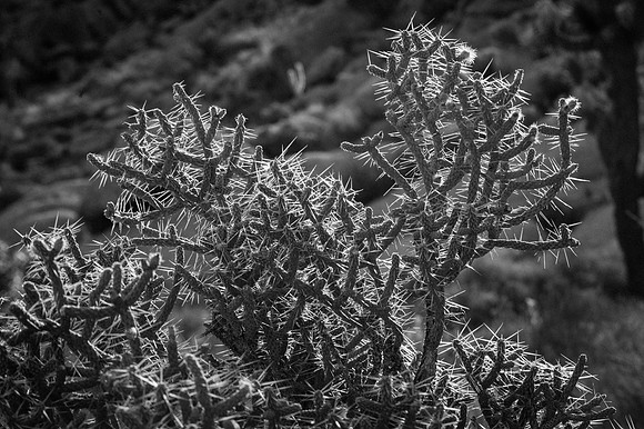 Mojave Road Trip 3.20.16-123