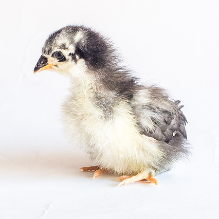 My Pet Chicken-23