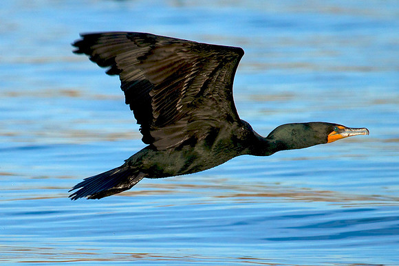 Double Crested Cormorant, Lake Mead