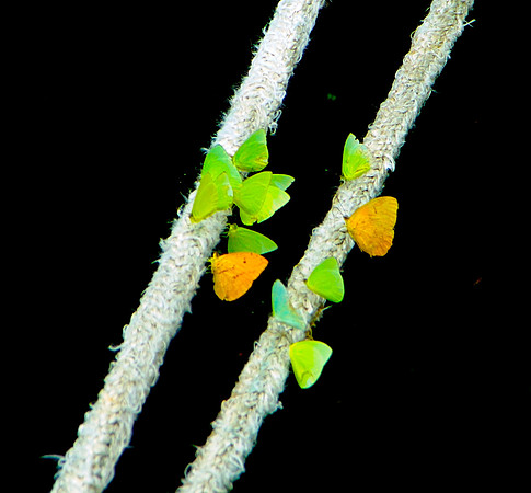 Tropical Butterflies