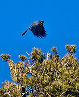 Mountain Blue Bird, Spring Mountains Nevada