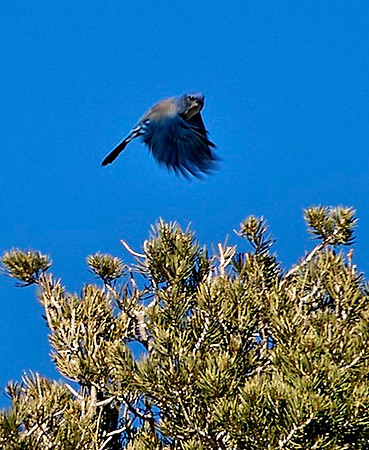 Mountain Blue Bird, Spring Mountains Nevada