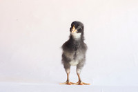 My Pet Chicken-17