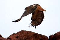 Red Tailed Hawk, Lake Mead Nevada
