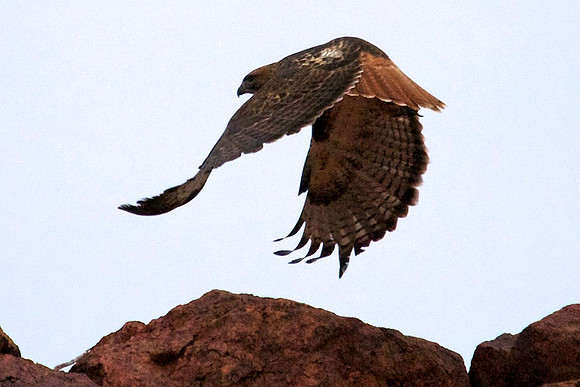 Red Tailed Hawk, Lake Mead Nevada
