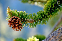 Bristlecone Pine, Mt. Charleston