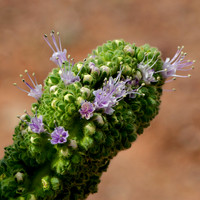 Spring Flower, North Shore Rd., Lake Mead  Nevada