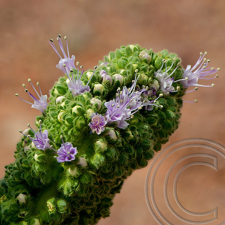 Spring Flower, North Shore Rd., Lake Mead  Nevada