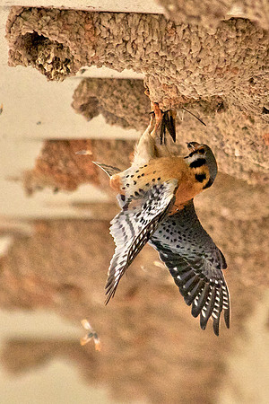 Kestral Attacks Cliff Swallow, Lake Mead Nevada