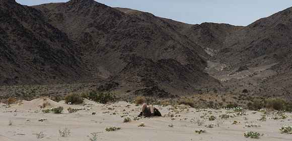 Mojave Road Trip 3.20.16-218
