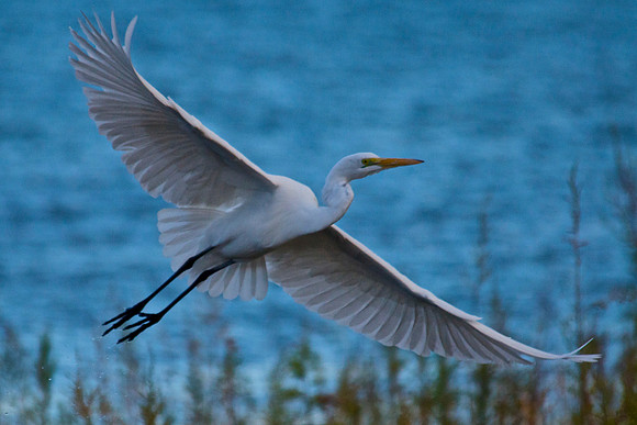 Great Egret, Lake Mead