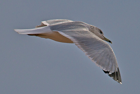 Gull, Lake Mead