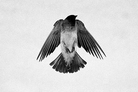 Cliff Swallow, Las Vegas Wash