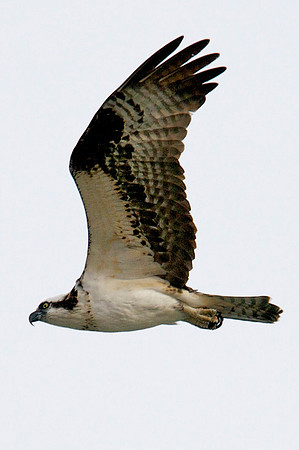 Osprey, Lake Mead