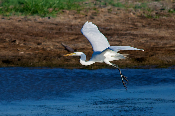 Great Egret, Lake Mead