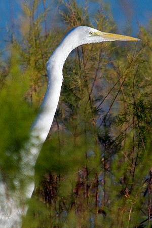 Great Egret, Lake Mead Nevada