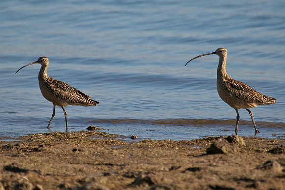 Long Billed Curlew, Lake Mead