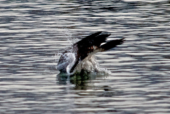 Osprey, Lake Mead