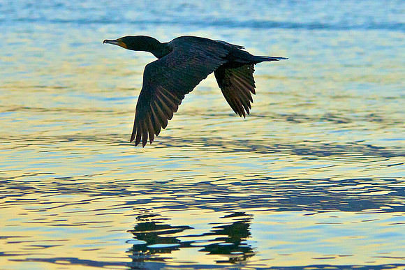 Double Crested Cormorant, Lake Mead Nevada