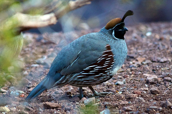 Gambel's Quail, Lake Mead