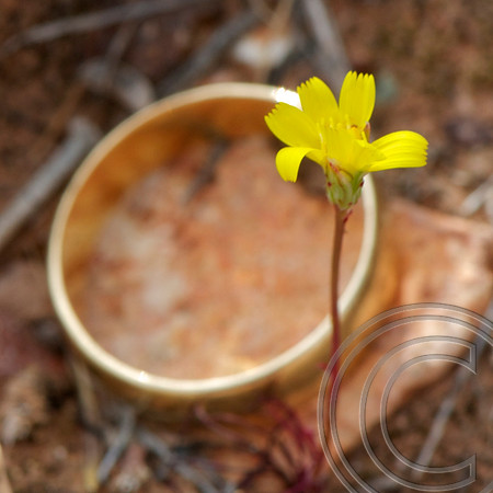 Spring Flower, North Shore Rd., Lake Mead  Nevada
