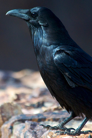 Raven, Lake Mead