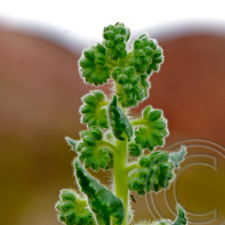 Spring Flower, North Shore Rd., Lake Mead  Nevada